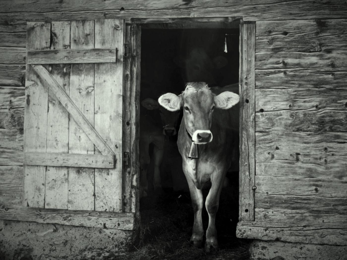 Black and white infrared camera still of a cow stepping out through an open barn door at night, with an orange motion box around her.
